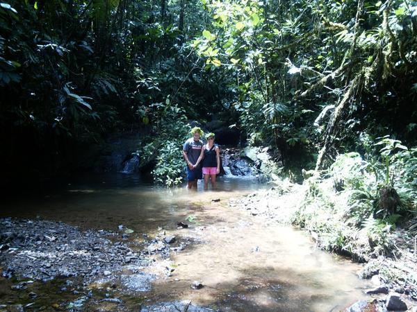 Rainforest Trek