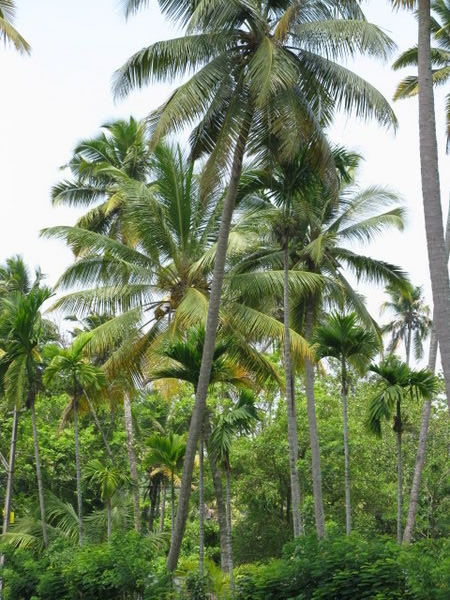 Coconut trees in Alappuzha