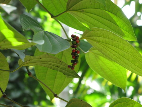 Pepper plant with multicoloured peppercorns