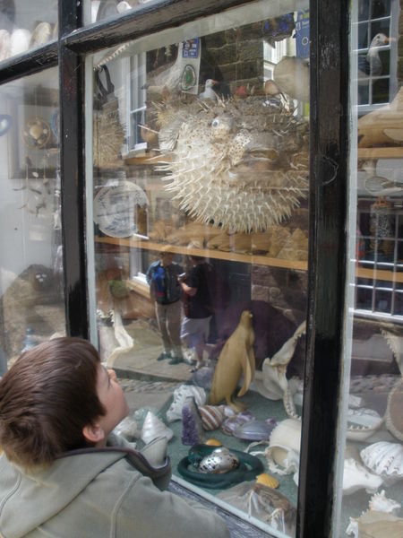 huge porcipine fish in the window display