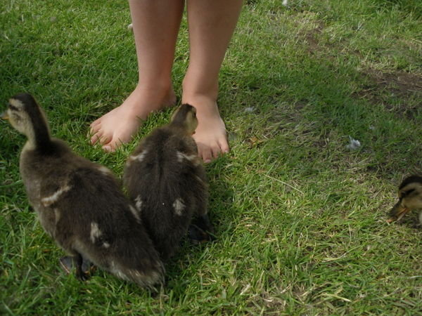 ducklings nipping Lucy's feet