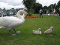 look at these cute cygnets