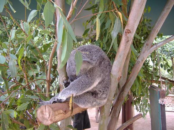 Australia Zoo - Koala