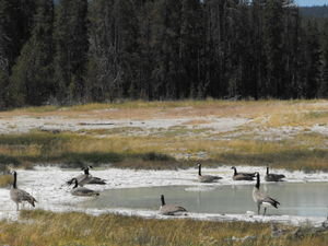 Canadian Geese in a Hot Spring