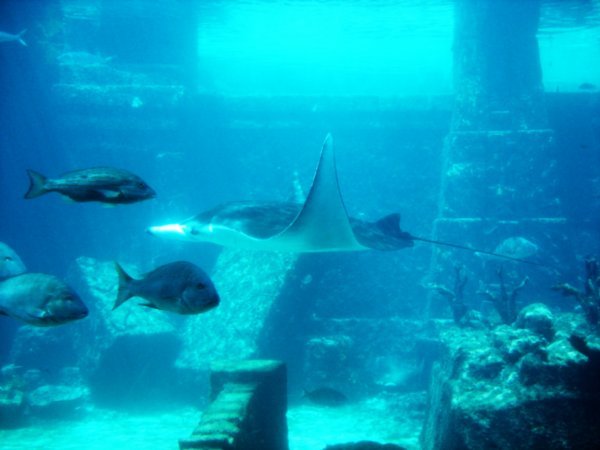 atlantis, aquarium
