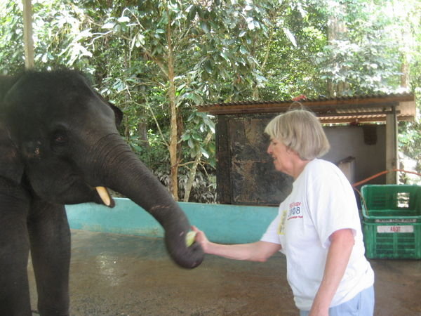 Mom feeding the elephants