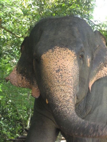 The 70 year old mama elephant