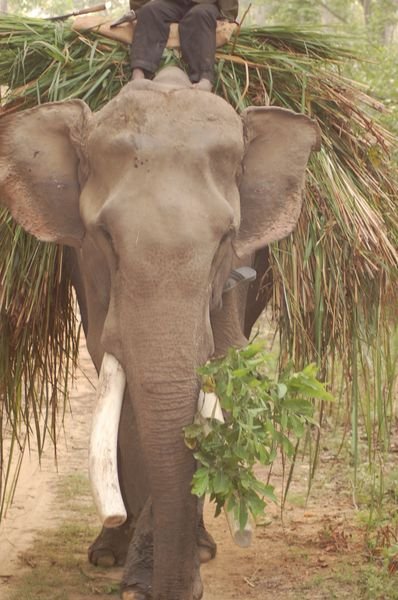 A working male elephant