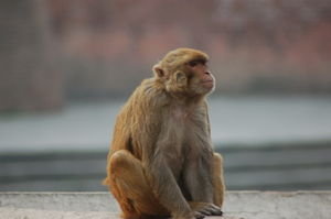 Monkey at the temple