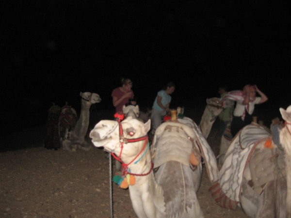 Evening camel ride