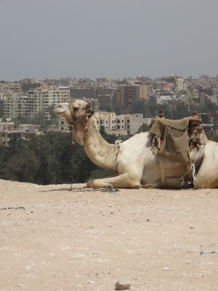 Another camel