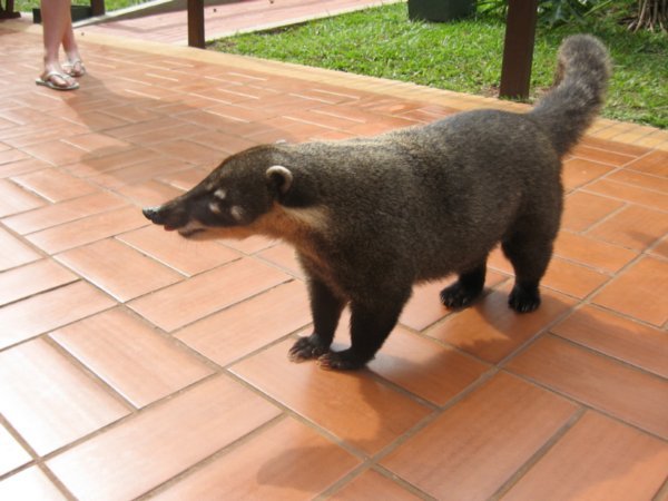 Brazilian Raccoon (guaximin)
