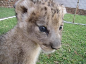 Three week old Lion cubs