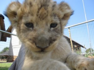 Three week old Lion cubs