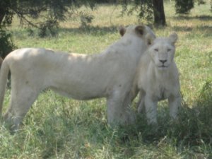 Albino Lions