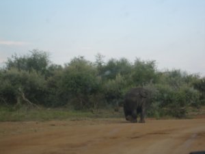 Rhino walked right out in front of our 4 door sedan