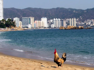 Acapulco Cock