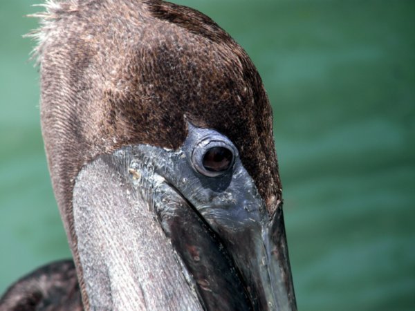 Portrait of a Galapagos Pelican