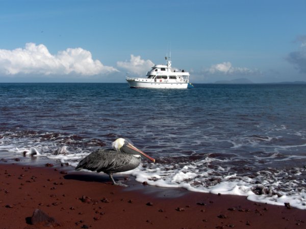 Galapagos Pelican with Yolita 1