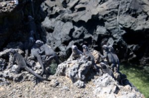 A gang of Galapagos Mar Iguanas
