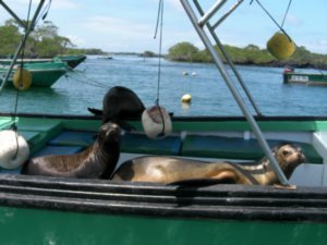 Galapagos Sea Lions taking over the boats