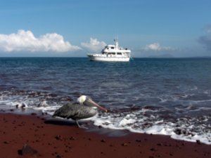 Galapagos Pelican with Yolita 1