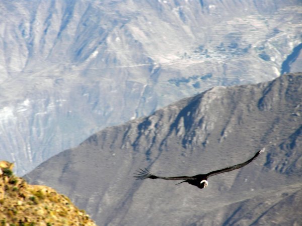 Look at that Condor fly in the Colca Canyon!