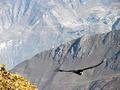 Look at that Condor fly in the Colca Canyon!