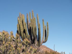 Colca Cactus