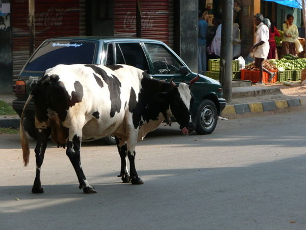 Cow hanging out in the middle of the road