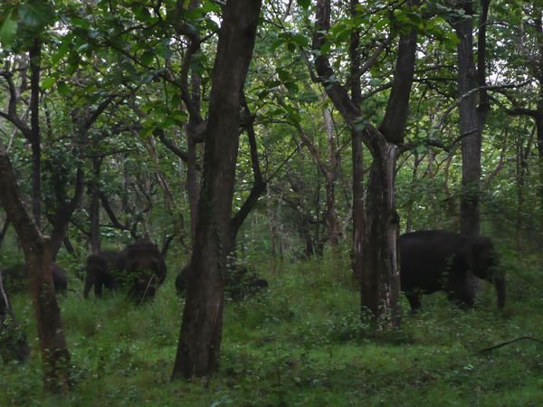 Elephants roaming widley in Bandipur National park