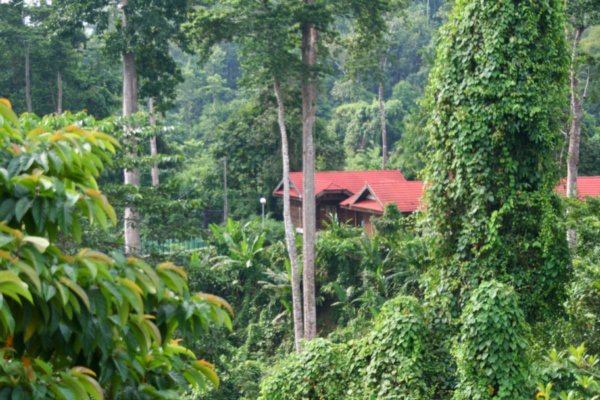 Our chalet in the Jungle