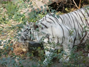 White Siberian Tiger