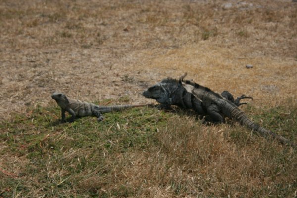 Iguanas in Tulum