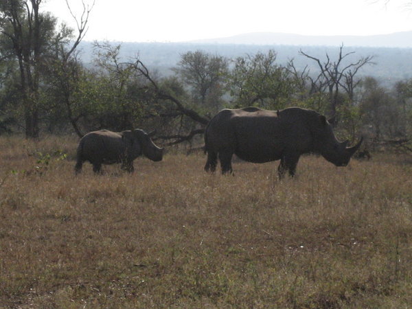 Mama and baby Rhino