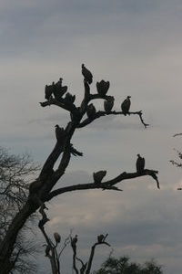 vultures in tree