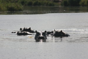 Hippos approaching
