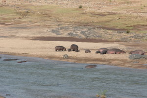 Hippo resting on the river bank