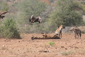 Hyena and Vulture Eating what's left of a Giraffe 