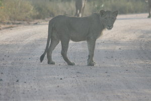 Lion in the road