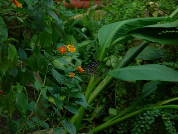 Botanical Gardens butterfly