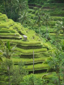 Bali Terraces