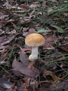 Toad Stool