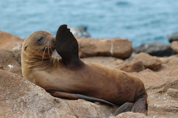 Baby sea lion says 'Helloooo'