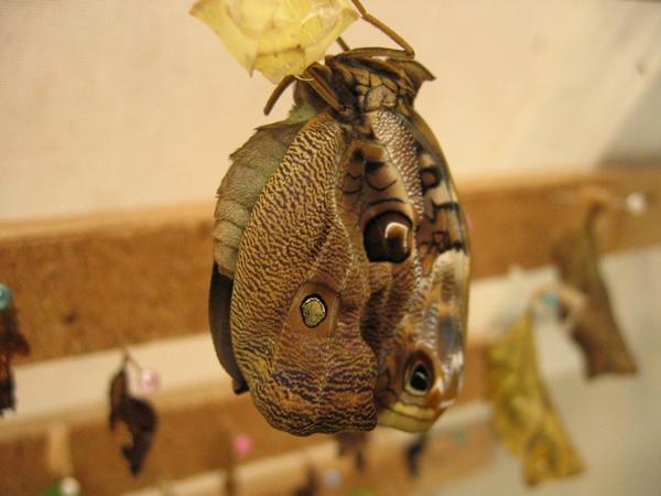 Butterfly just hatched and drying out