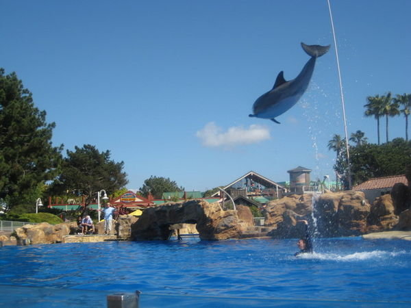Sea World dolphin