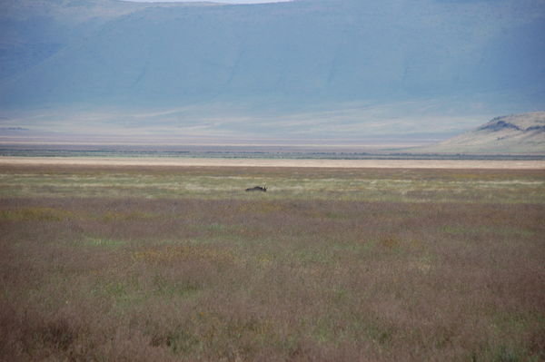 Rhino off in the distance