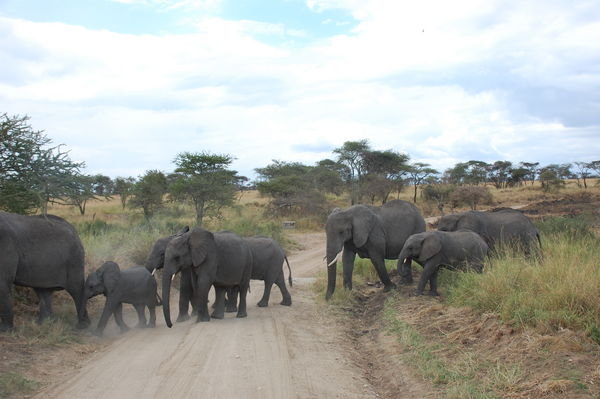 A herd of Elephants