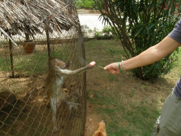 Feeding our pet monkey