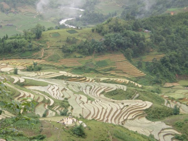 Sapa Rice fields